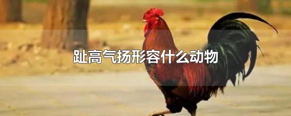 趾高气扬形容什么动物